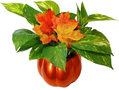 5.5" Ceramic Pumpkin w 4" Pothos/Fall Leaves (Box of 9)